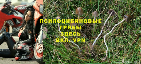 стаф Алзамай